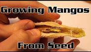 Growing Mangos From Seed - How to plant a mango seed and grow a mango tree