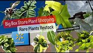 Big Box Store Plant Shopping Rare Plants Restock Walmart House Plants Krogers Grocery Store Plants