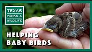 What To Do If You Find A Baby Bird