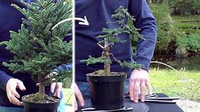 Creating a Spruce Bonsai - DIY