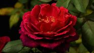Blooming Rose Flower - Timelapse