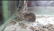 Roborovski Dwarf Hamster Mating || How Does Dwarf Hamster Breed?