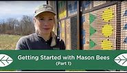 Getting Started with Mason Bees - Part 1