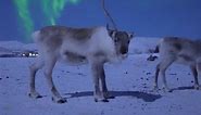 Arctic Unicorn | Even Tryggstrand Photography
