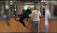 Jumping dog oddly excited to see veterinarian