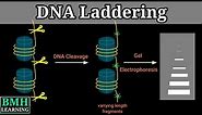 DNA Laddering | Apoptosis & DNA Fragmentation | How To Prepare & Load DNA Ladder