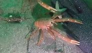 Curious Crabs (Crab Hand meme)