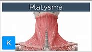 Platysma muscle - Origin, Insertion, Innervation & Function - Human Anatomy | Kenhub