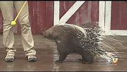 Wild Wednesday: African Cape Porcupine