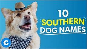 10 Southern Dog Names | Chewy