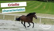 Criollo | characteristics, origin & disciplines