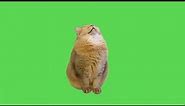 Sleeping Cat Meme | Green Screen