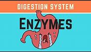 Biology- What are the enzymes of the digestive system?