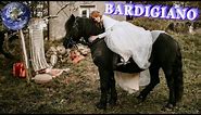 TOP Beautiful Bardigiano Horse in the World!