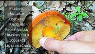 Jestive gljive u Junu | 28. 06.2020 |