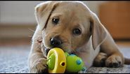Funny Dogs Playing With Toys - Funny Dog Videos 2017