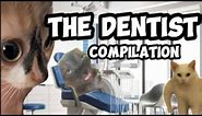 CAT MEMES: THE DENTIST COMPILATION