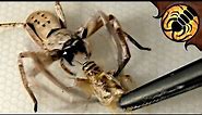 Huntsman Spider ATTACK! Feeding compilation