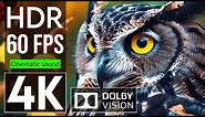 Explore the Animal Kingdom | 4K HDR Video ULTRA HD 60FPS with Cinematic Sound (dynamic color)
