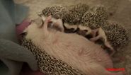 Mommy Hedgehog Giving Birth At Home To Many Cute Babies- Animal Giving Birth Videos