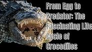 The Life Cycle of Crocodiles!" #crocodile #crocodiles #aligators