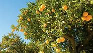How to Grow, Prune And Care For An Orange Tree - Bunnings Australia