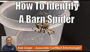 How to Identify a Barn Spider