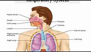 Difference Between Bronchi and Bronchioles