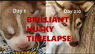 Brilliant Husky Growth Time lapse - Day 1 to Day 210 in Just 5 min | Husky Puppy | 2020