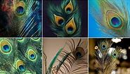 Beautiful wallpapers of peacock feathers#HAvirgo