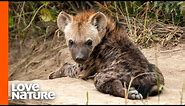 The Truth About Spotted Hyenas