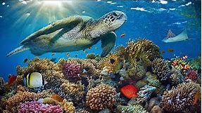 11HRS Stunning 4K Underwater footage + Music: RAINBOW REEF 2 - Rare & Colorful Sea Life Ambient Film
