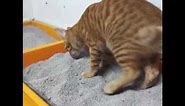 Cat using litter box