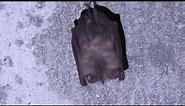 Lesser horseshoe bat (Rhinolophus hipposideros) - Cyprus