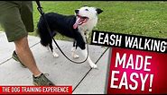 How To Train Your Dog to Walk Perfectly! This is all you have to do!