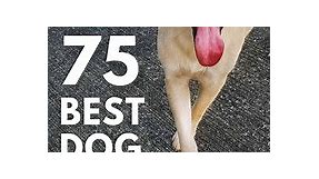 Dog Puns! The 75 Best Dog Puns - Oodle Life