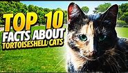 Top 10 Facts About Tortoiseshell Cats