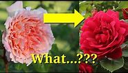 Why Would a Rose Change Color?
