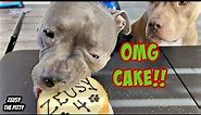 Pitbull Celebrates 4th Birthday With Cake And Presents!! Sweetest Dog On Youtube!!