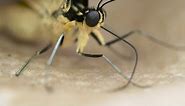 Tiny butterfly proboscis inspires big ideas - Science Nation