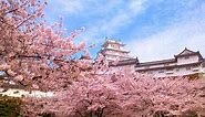 Discover the 100 Best Places to See Cherry Blossoms in Japan | LIVE JAPAN travel guide