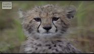 Cute Cheetahs Learn To Hunt! | Amazing Animal Babies | Earth Lab