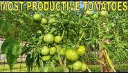 My MOST PRODUCTIVE TOMATO Varieties! [And 4 Varieties To Avoid]