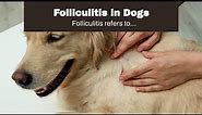 Folliculitis in Dogs