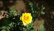 My favorite rose Gold Medal hybrid tea rose