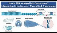 How is DNA Packaged into Chromosome? | Introduction to Nucleosome, Chromatin & Chromosome