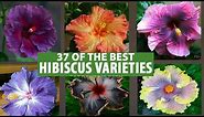 37 Best Hibiscus Flower Varieties with Names | Beautiful Hibiscus Varieties with names