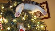 Funny Cats vs Christmas Trees - Funny Cats Christmas Compilation - part 2