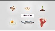 Plant & Animal Proteins - the Building Blocks of the Body