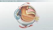 Eye Anatomy | Diagram, Parts & Functions